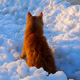 28.12.2010�20.03.2011. ������. ������, ���������